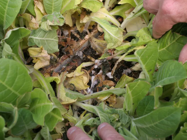 Pianta colpita da sclerotinia