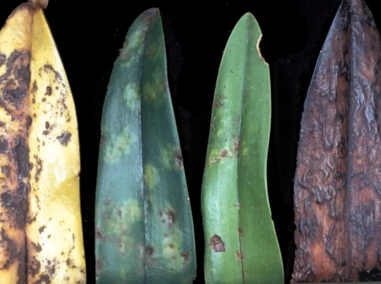 Foglie di piante con virosi