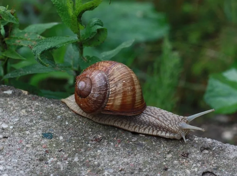 Le lumache sono un pericolo per le coltivazioni