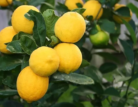 Limoni pianta