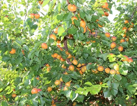 Albero di albicocco con frutta