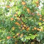 Albero di albicocco con frutta