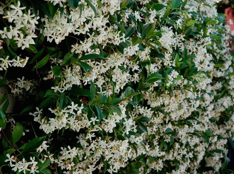 Gelsomino
