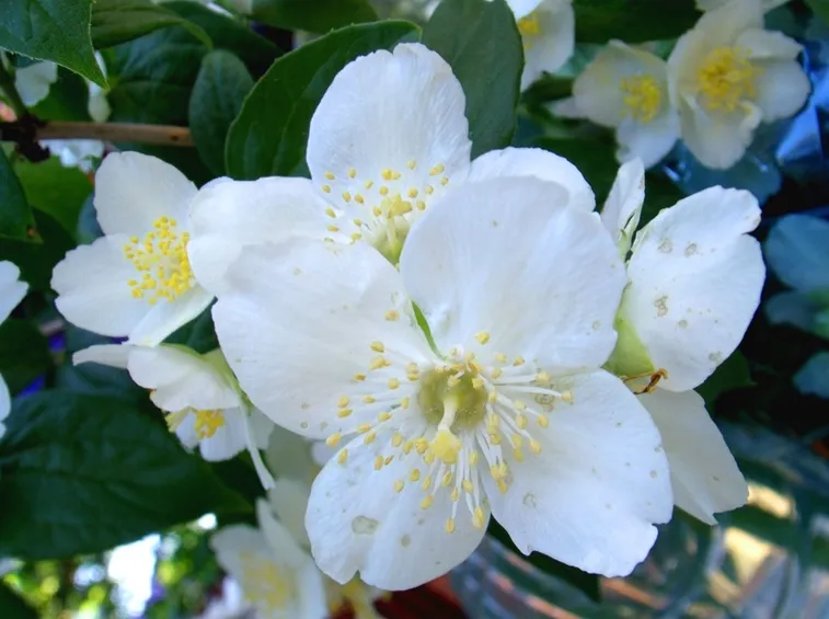 Fiore di gelsomino