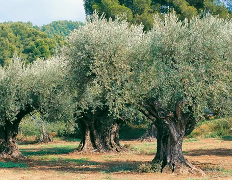 piante di ulivo