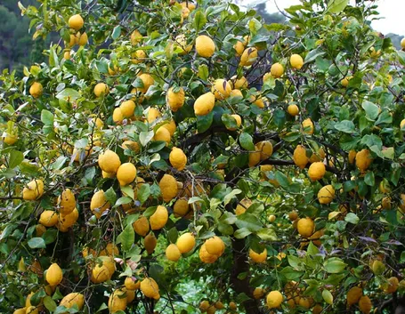 Coltivazione di limoni