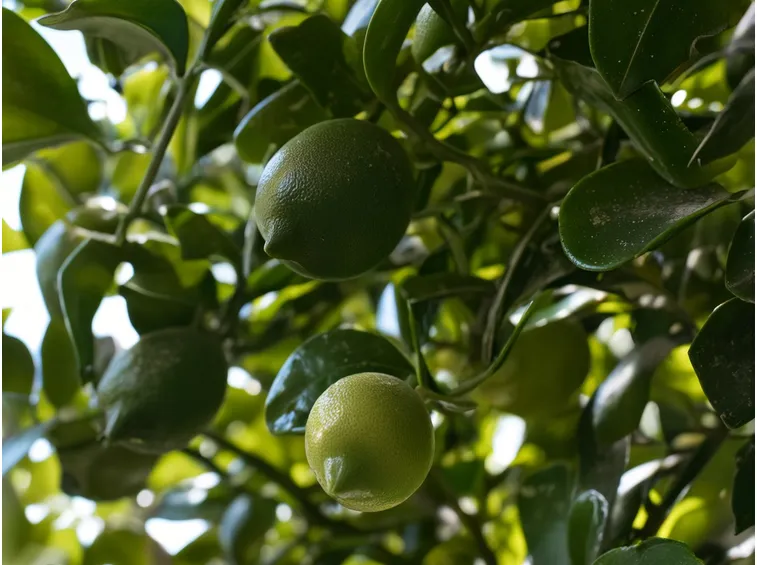 Limoni