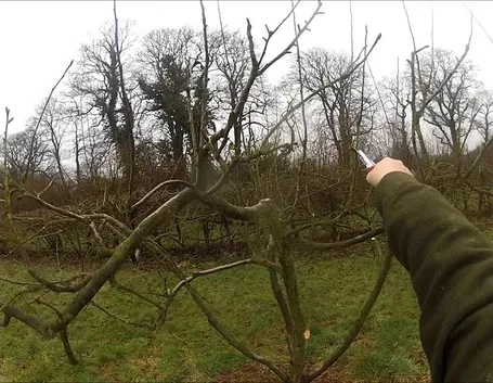 Potatura invernale