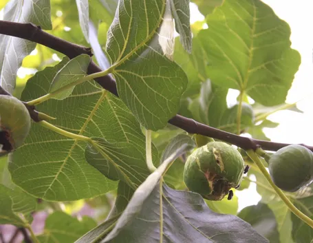 Pianta di fico