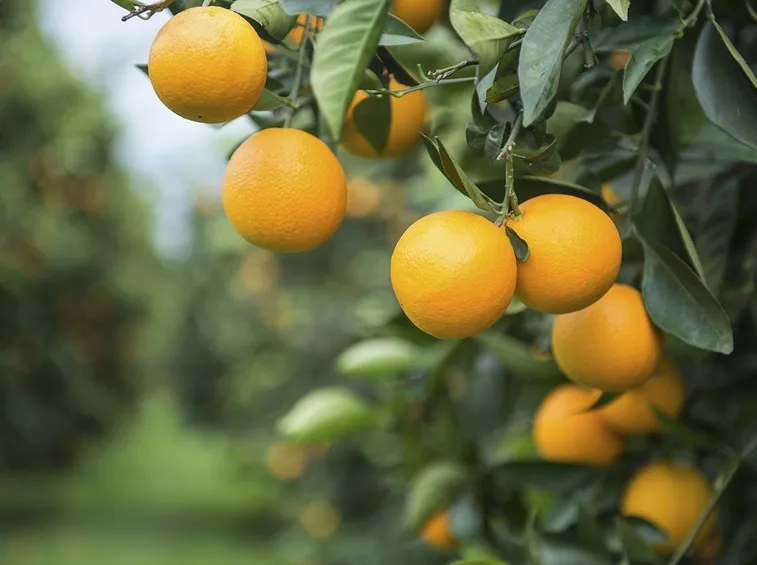 Frutti albero arancio