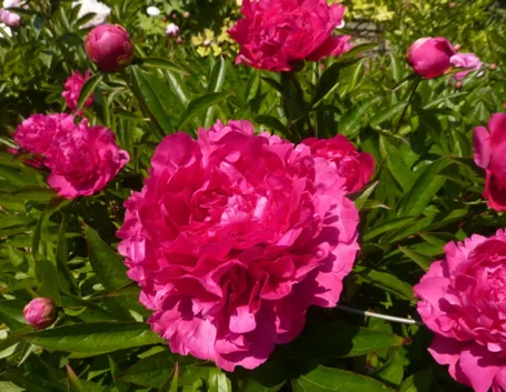 Pianta di Camellia fiorita