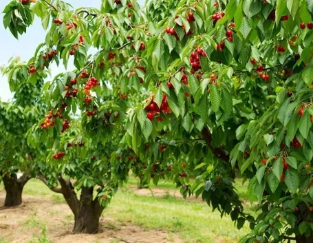 Esemplari di alberi di ciliegio