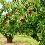 Esemplari di alberi di ciliegio