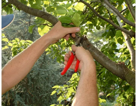 Potatura contenimento albero frutto