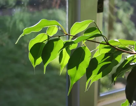 Fronda ficus benjamin