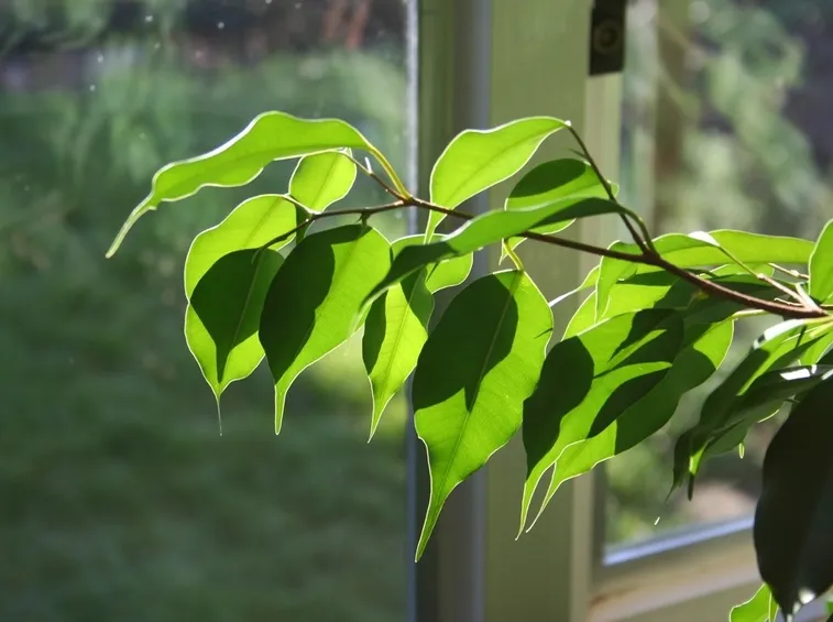 Fronda ficus benjamin