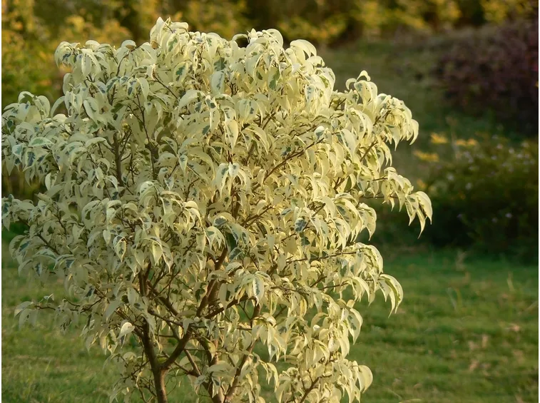 Ficus varietà starlight