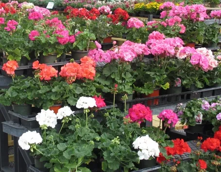 Gerani fiori