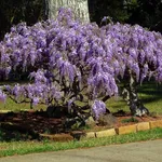 Glicine