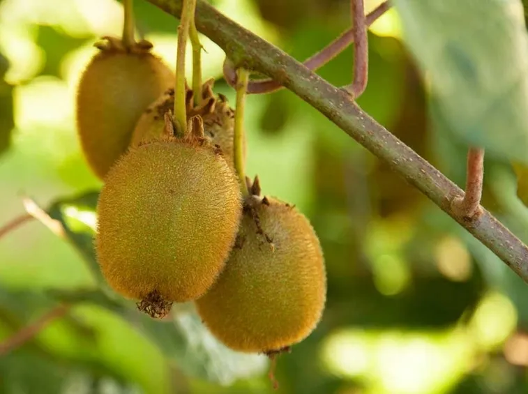 Frutti albero kiwi