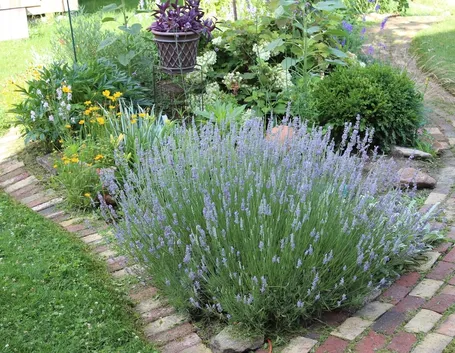 Lavanda giardino