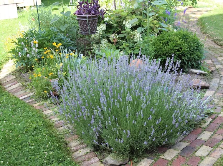 Lavanda giardino