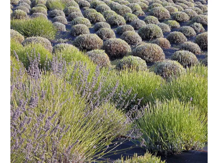 Lavanda fiori