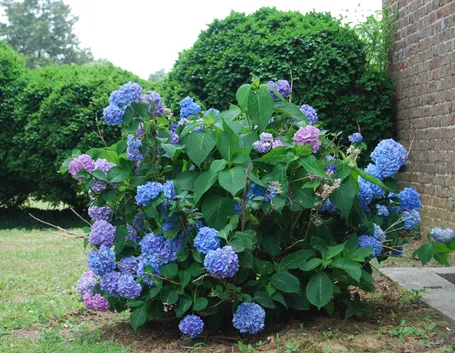 Ortensia blu