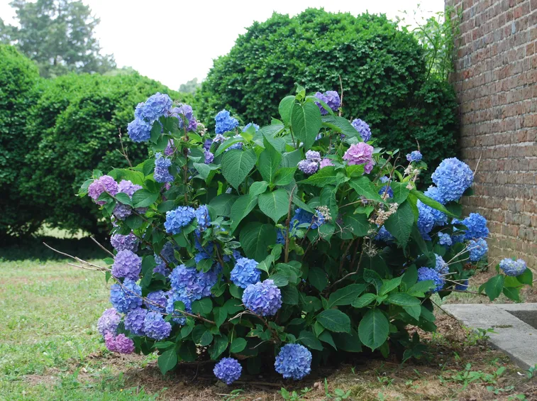 Ortensia blu