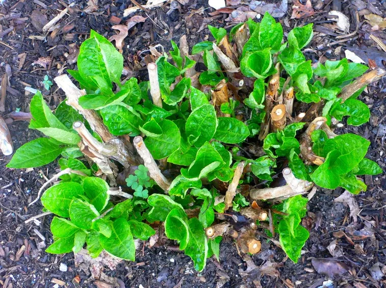 Gemme di ortensia potata