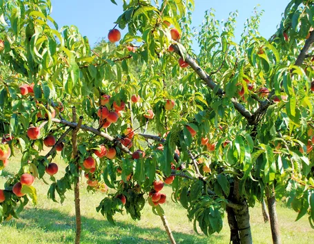 Albero pesco