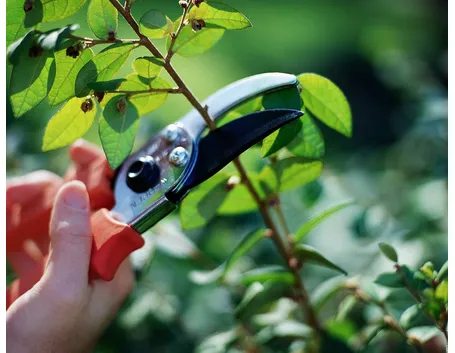 Operazione di scacchiatura