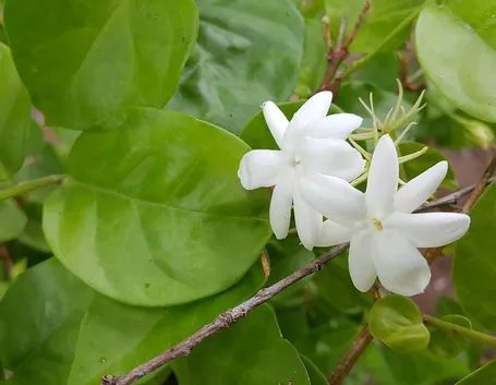 Pianta di gelsomino