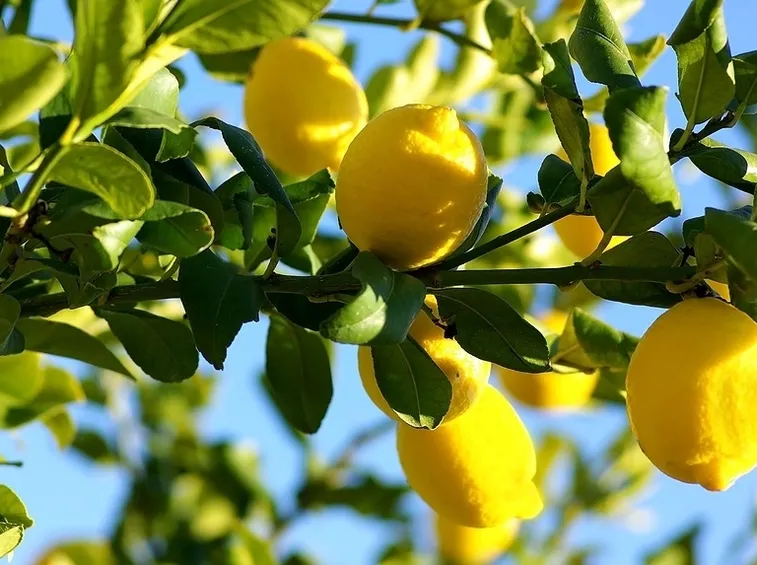Pianta limone