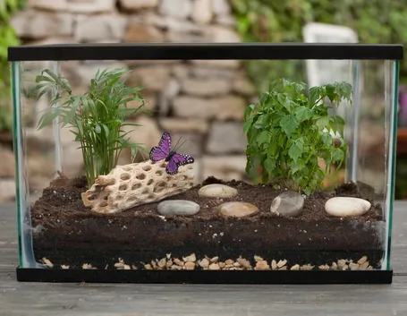 Piccolo terrario