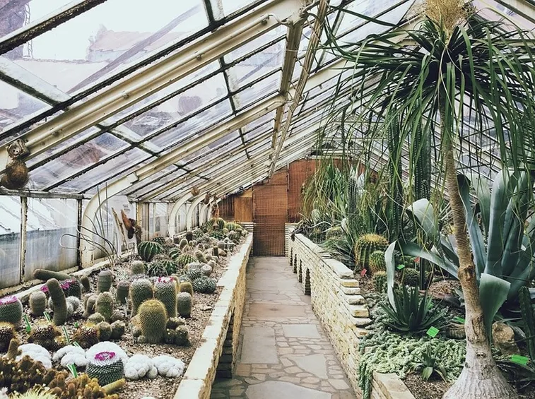 Serra con piante