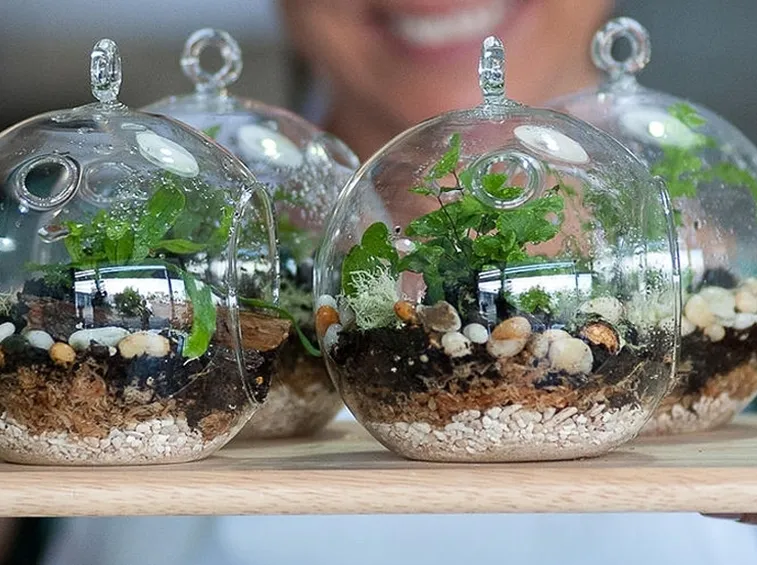 Piccolo divertente terrario
