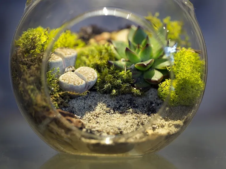 Piccolo terrario per casa