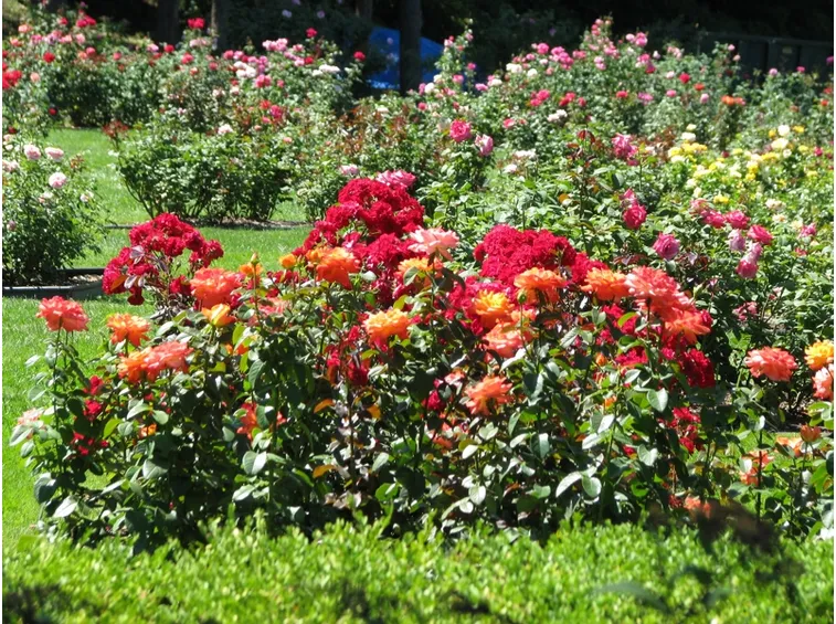 Aiuole di rose