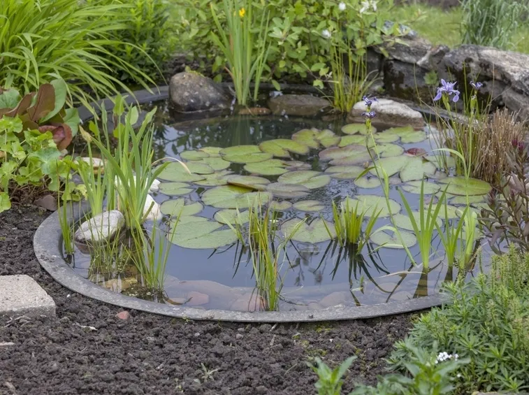 piante acquatiche