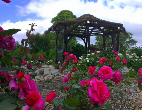 Giardino di rose esempio