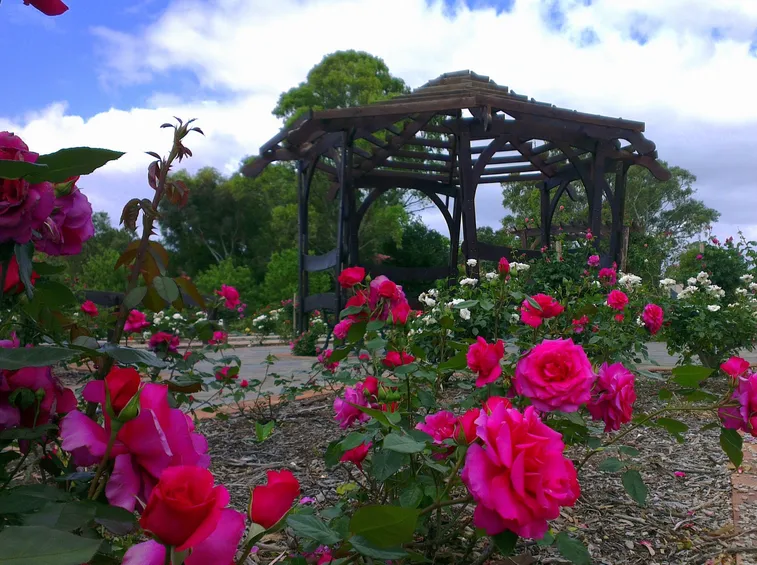 Giardino di rose esempio