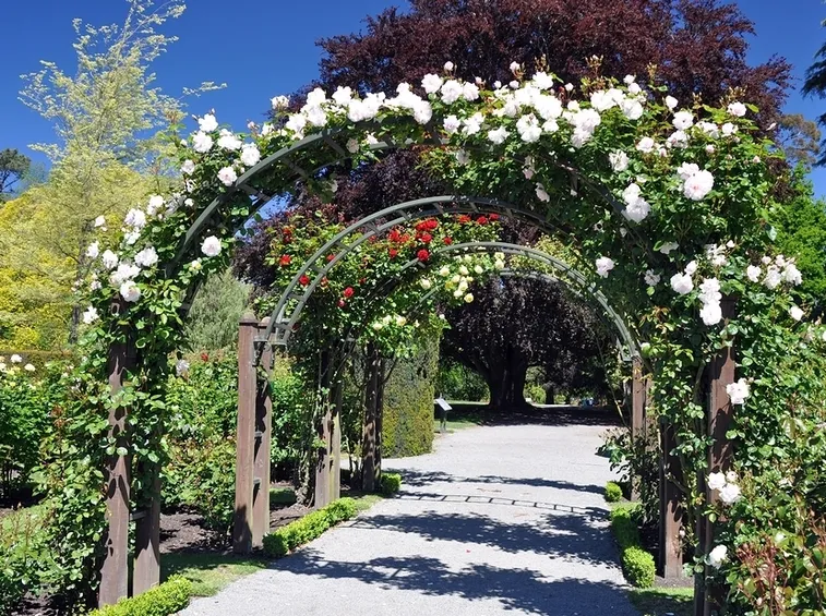 giardino rose rampicanti