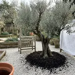 Quali piante del giardino mediterraneo temono davvero il gelo