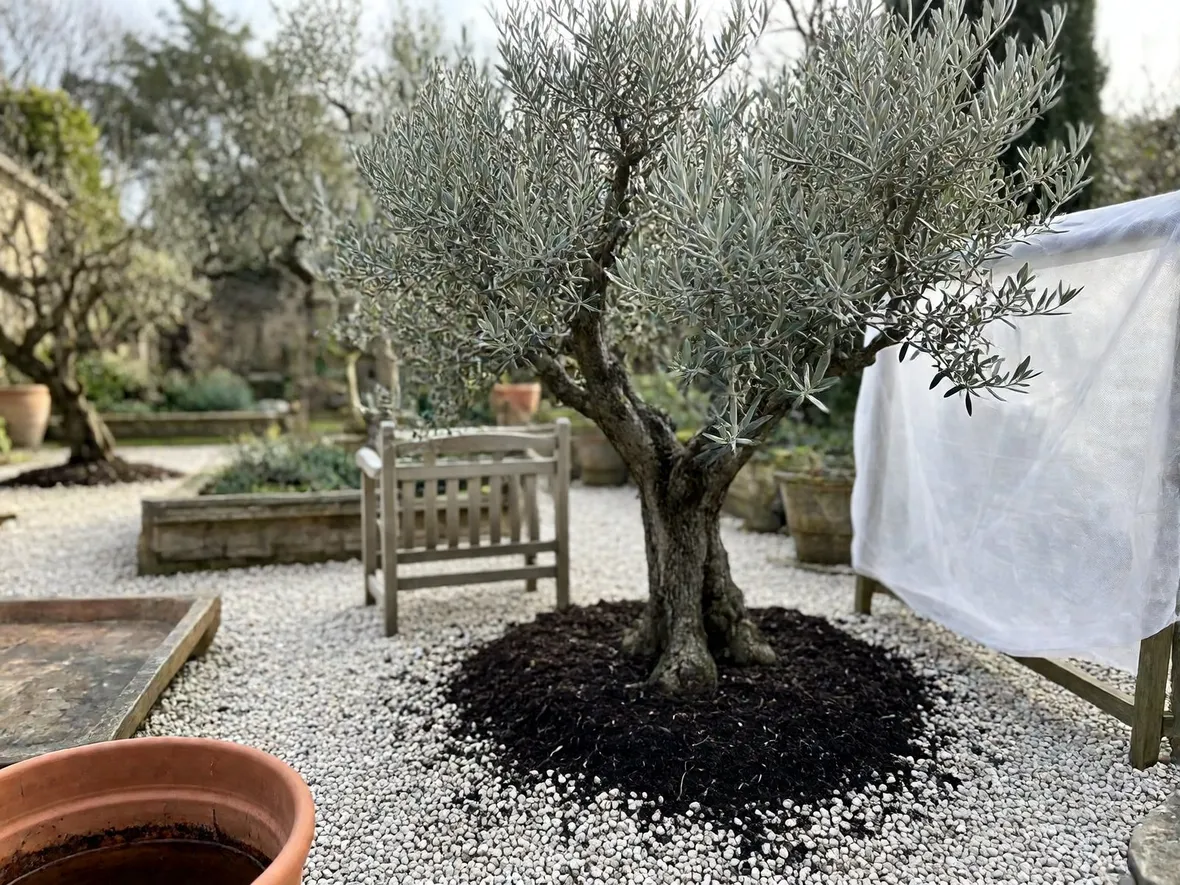 Quali piante del giardino mediterraneo temono davvero il gelo