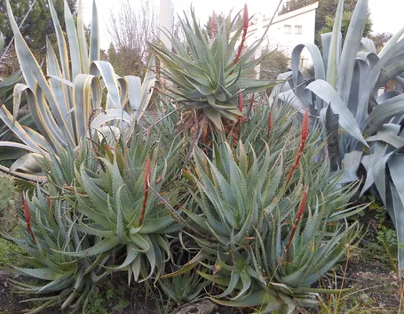 esempio di giardino secco