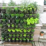 Giardino verticale