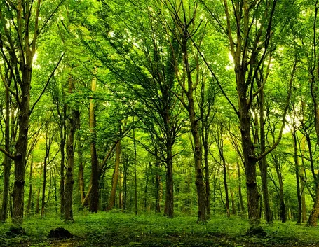 Gli alberi