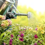 annaffiare fiori