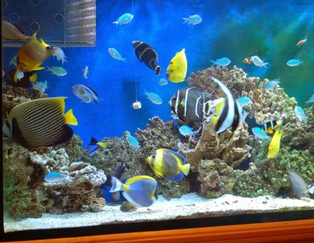 Acquario